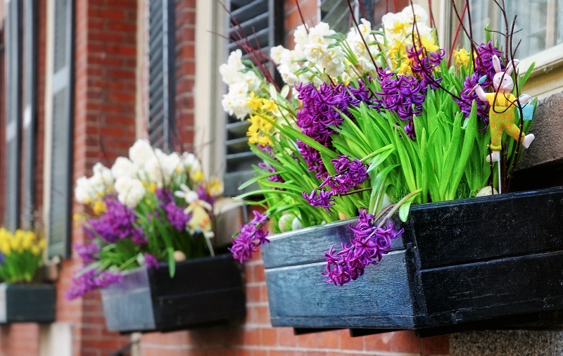 Window Boxes on Brimmer Street