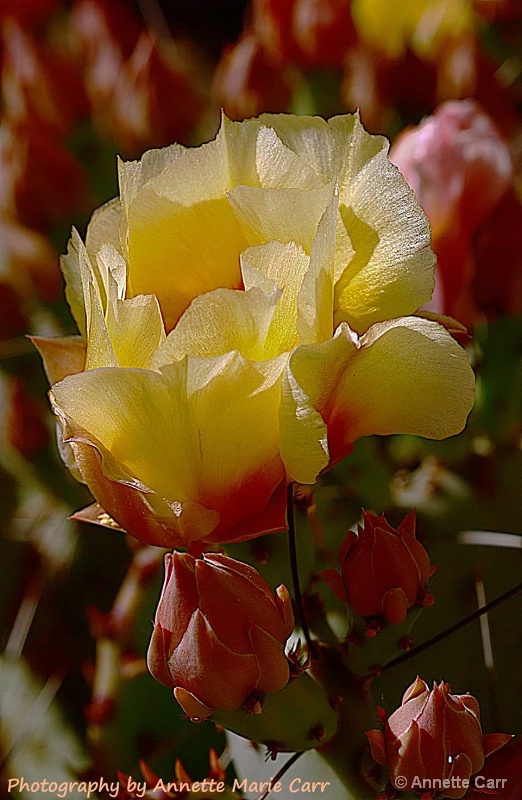 Centennial Way, Phoenix, AZ Blooming Cactus