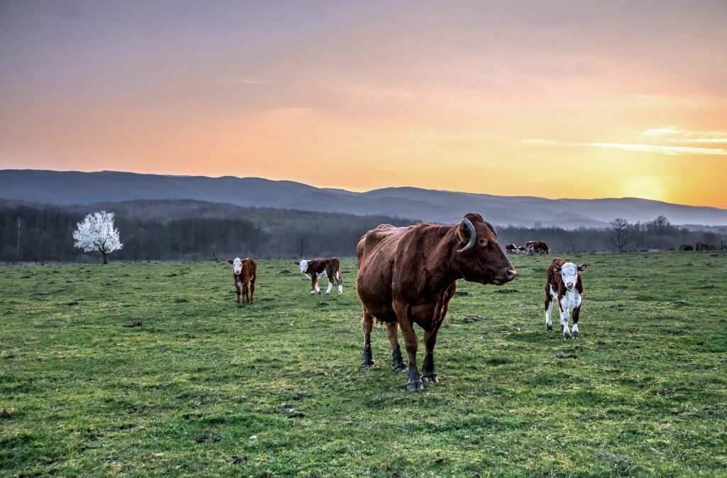 Cow sunset