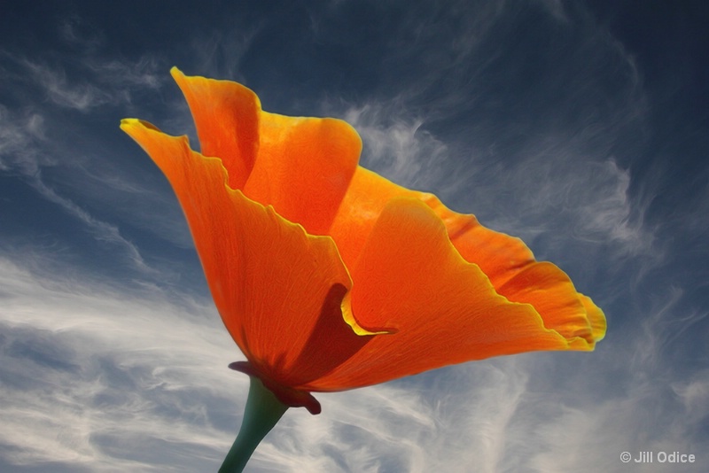  Eschscholzia Californica