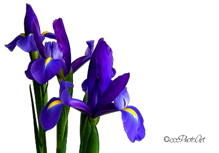 Glorious Grape Iris