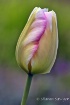 Treasured Tulip 