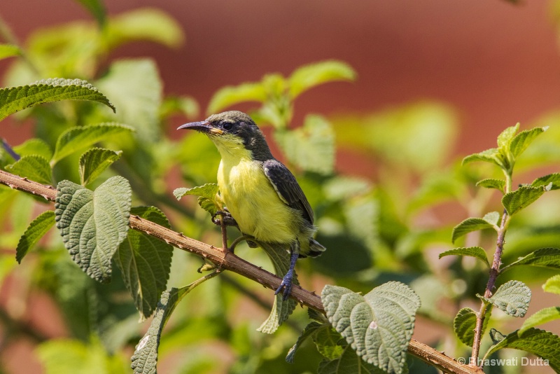 Sunbird (juvenile)