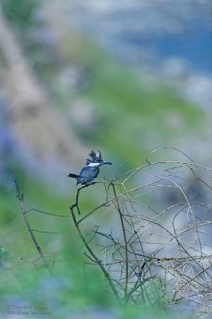 Crested Kingfisher