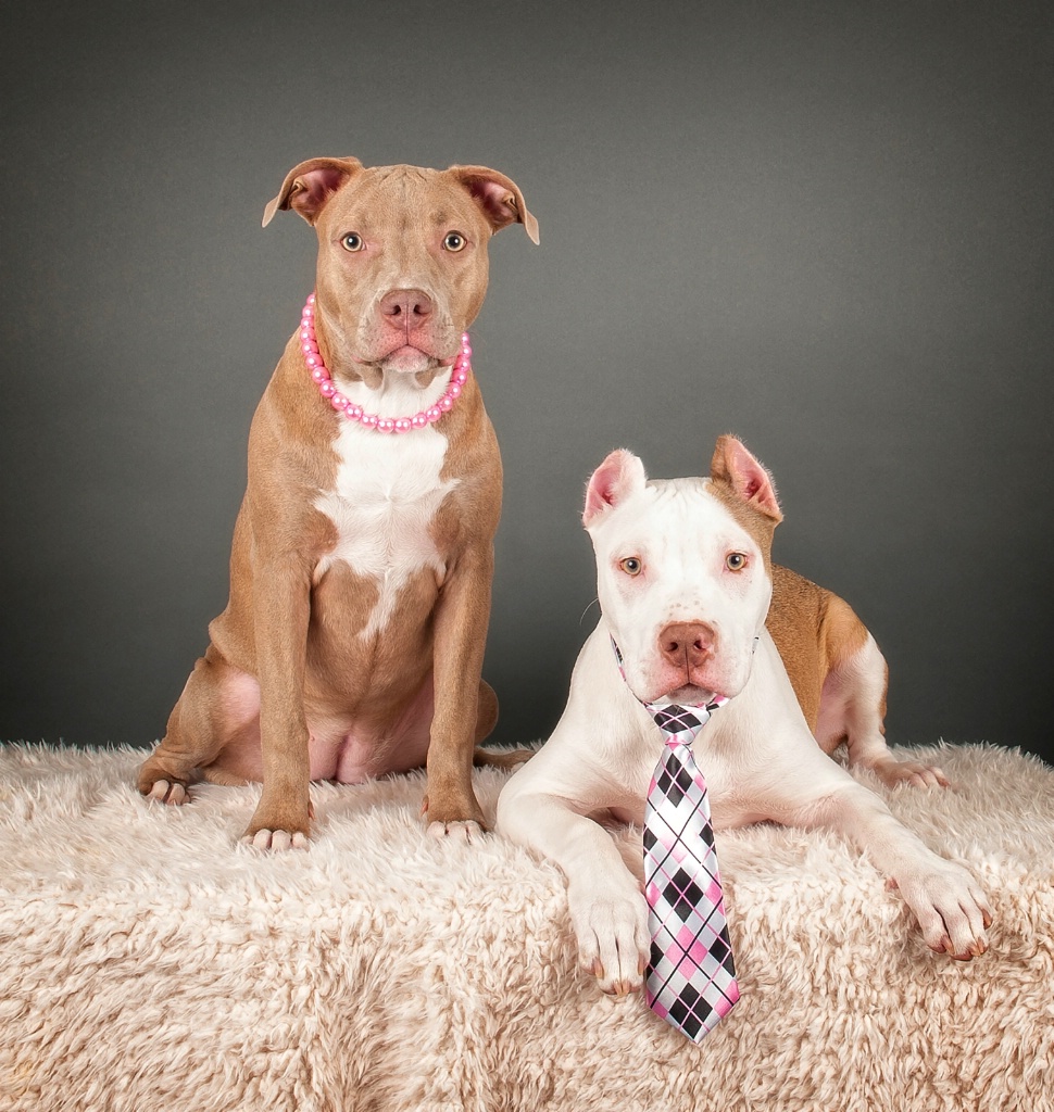 The Pit-Bull couple