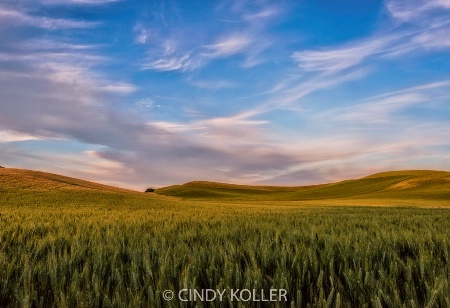 Miles and Miles of Wheat