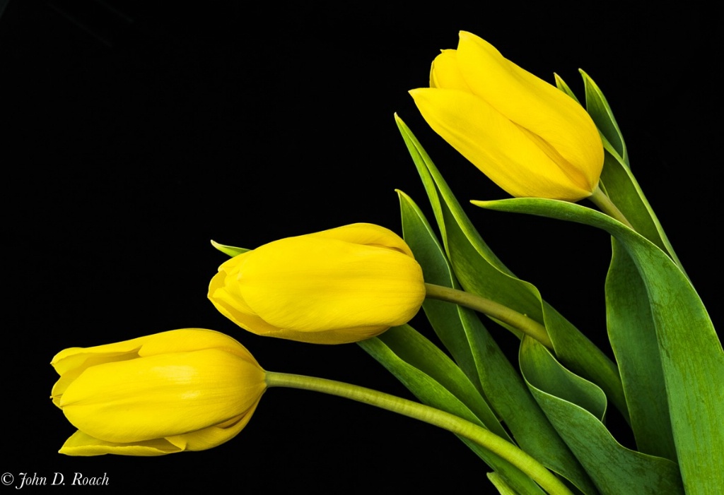 Yellow Tulips 3