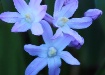 Tiny Blue Flowers