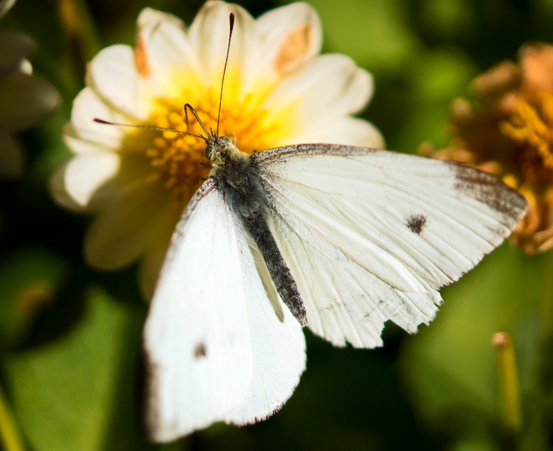 White Butterfly