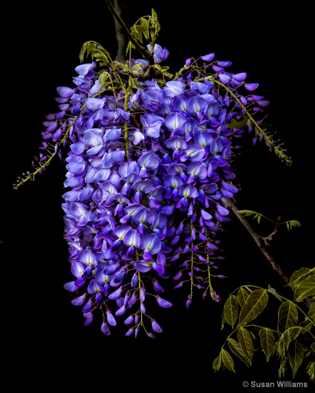 Wisteria