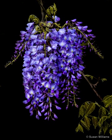 Wisteria