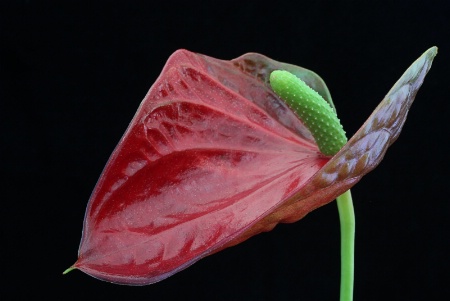 Anthurium