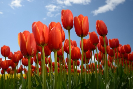 Skagit Tulips - Orange
