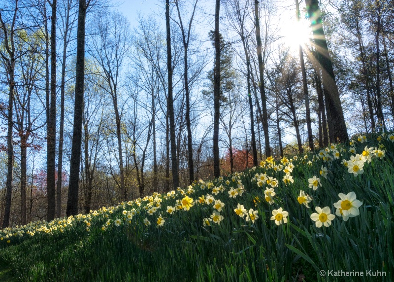 Daffodil Hill