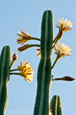 A Wellington Cactus.