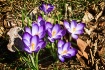Hearlds of Spring
