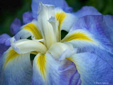 Beauty In Blue