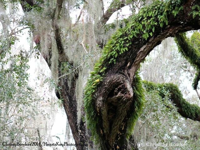 The faerie tree