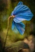 Blue  Poppy
