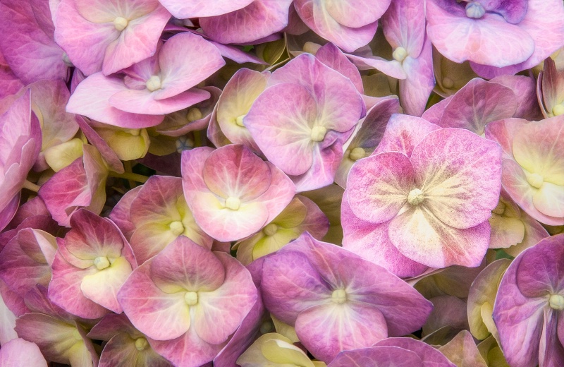 Petals in Pink