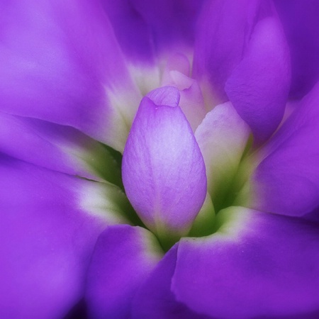 Purple Flower