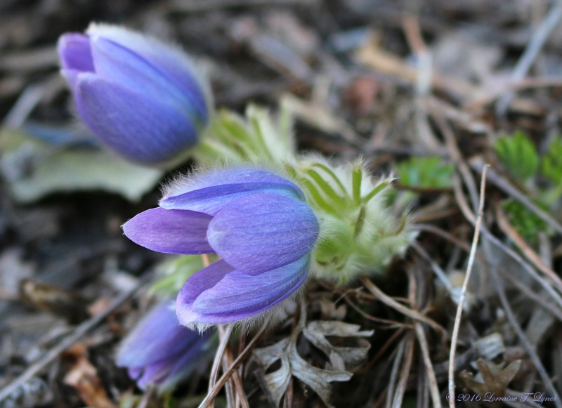 Birth Of A Pasque Flower