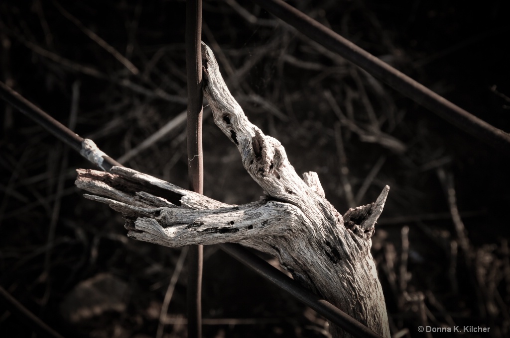 Fence Eater