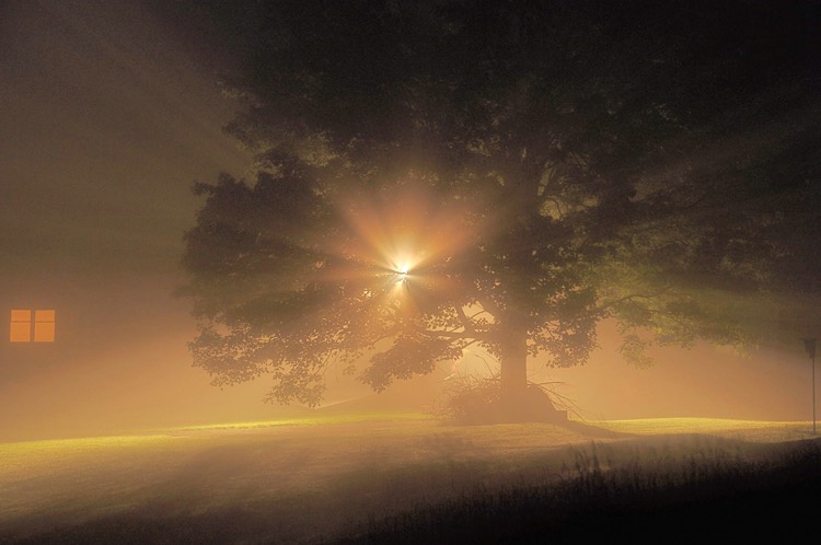 Fog Tree