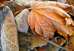 Frosted Fall