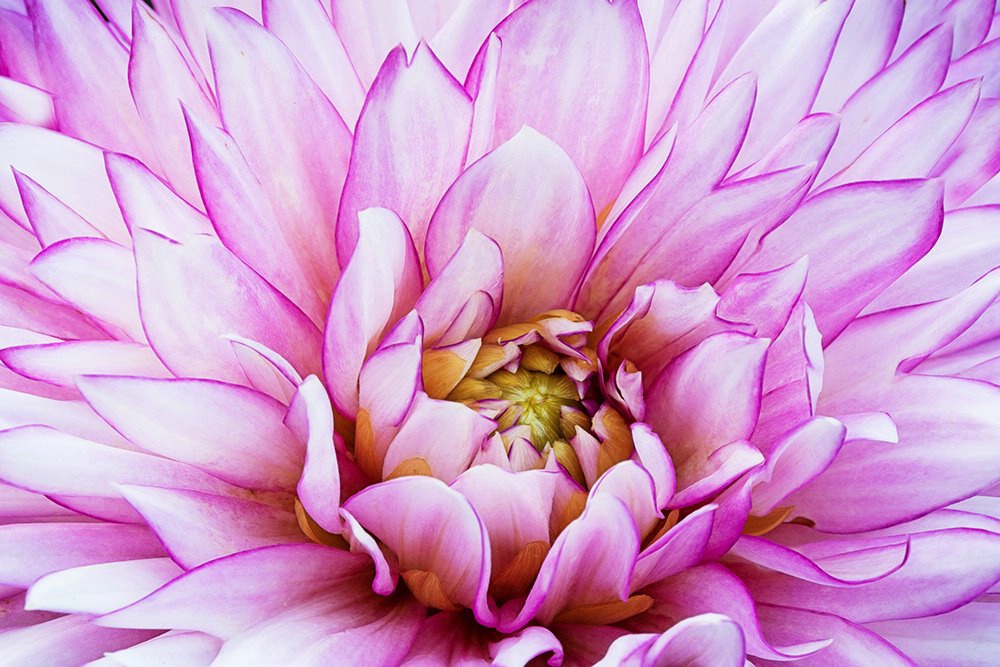 The Beauty of the Dahlia