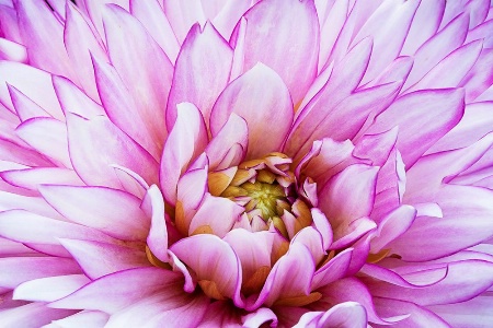 The Beauty of the Dahlia