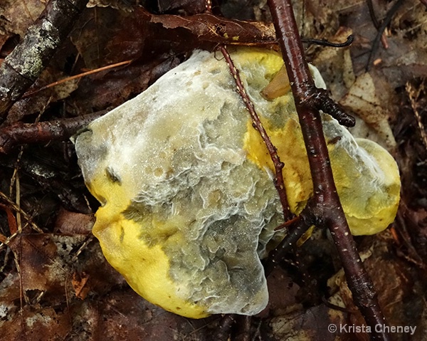 Fungus—Acadia National Park - ID: 15113850 © Krista Cheney