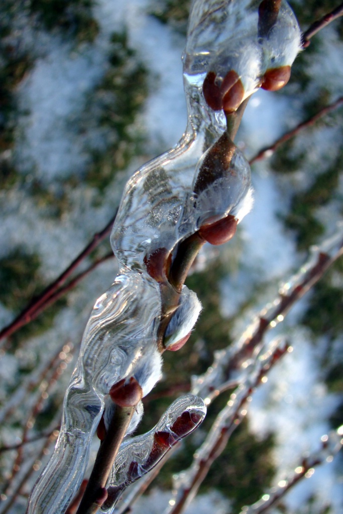 Ice Covered Pussy Willow