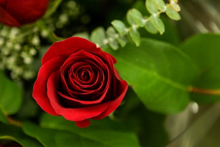 Red Red Rose