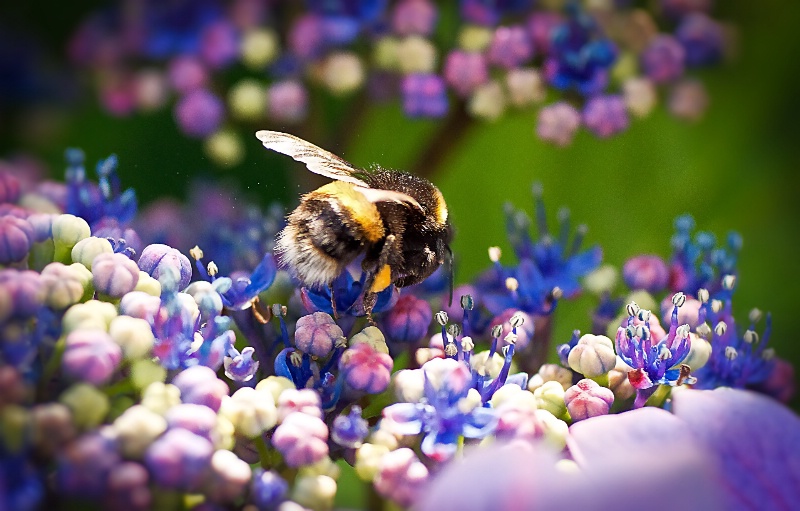 Pollinate