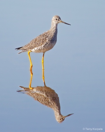 Greater Yellowlegs