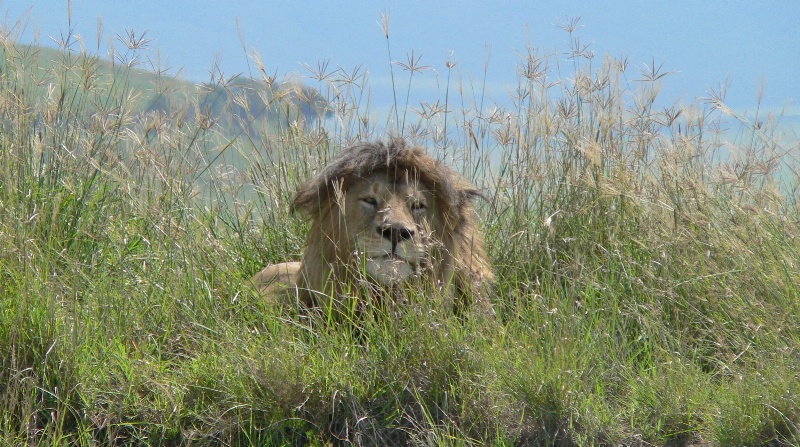 in the Ngorongoro Crater, Tanzania - ID: 15114362 © Sibylle G. Mattern