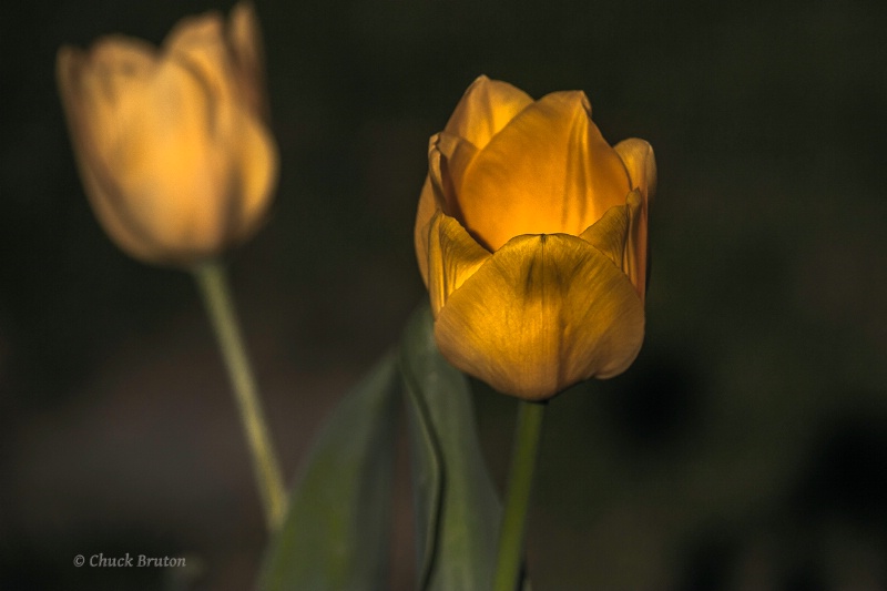 Tulip #2 - ID: 15114566 © Chuck Bruton