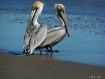 Pelican Friends