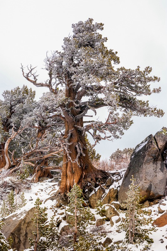 Bristlecone Pine in Snow 