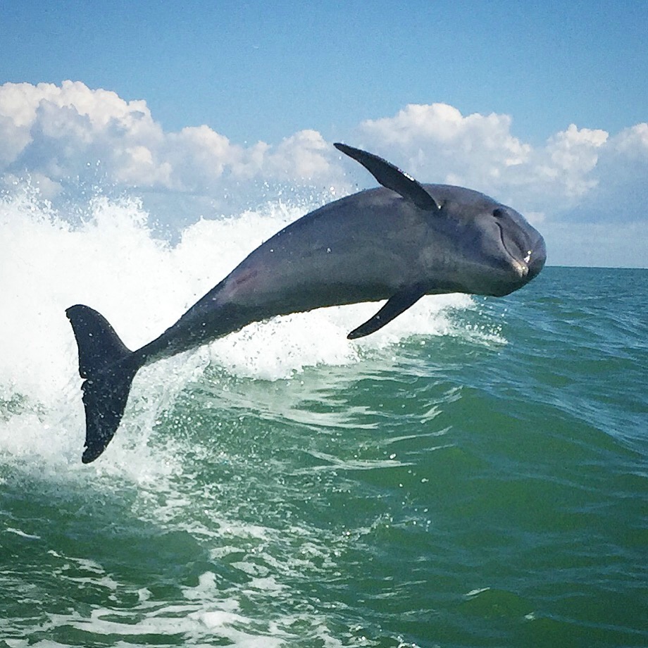 Dolphin Joy