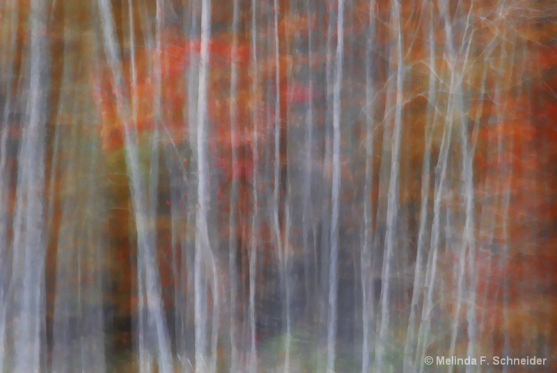 Autumn Birch Abstract