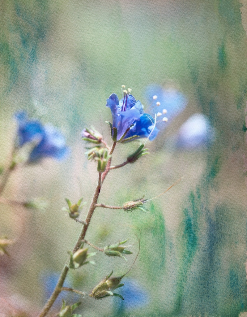 Blue WIldflower