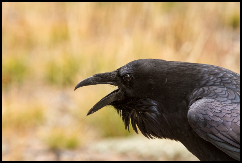 Talking Crow