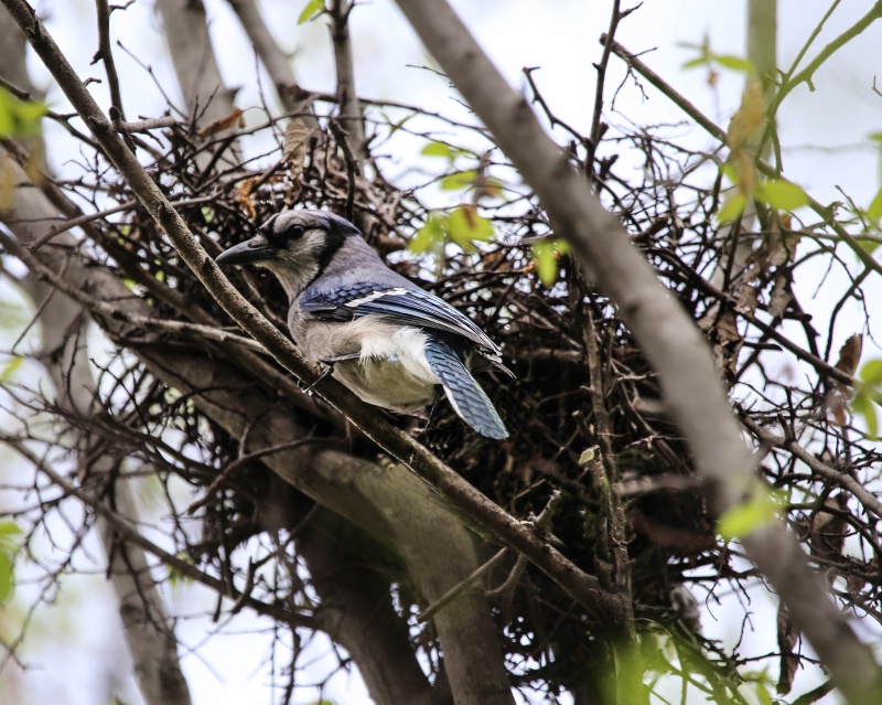 Building a new nest!