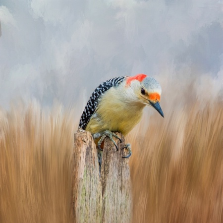 The Woodpecker