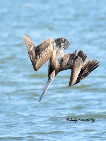 Brown Pelican Diving 