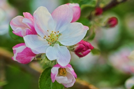 Apple blossom, up close