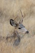 Montana Mule Deer