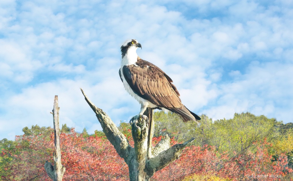 Osprey-Perched
